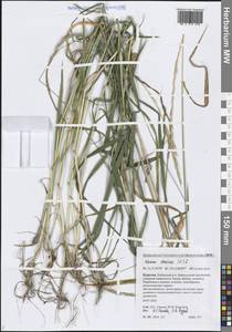 Elymus caninus (L.) L., Siberia, Baikal & Transbaikal region (S4) (Russia)