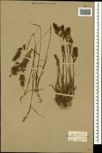 Poa bulbosa L., Caucasus, Georgia (K4) (Georgia)