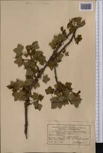 Ribes meyeri, Middle Asia, Northern & Central Tian Shan (M4) (Kyrgyzstan)