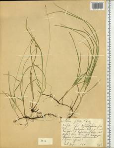 Carex accrescens Ohwi, Siberia, Russian Far East (S6) (Russia)