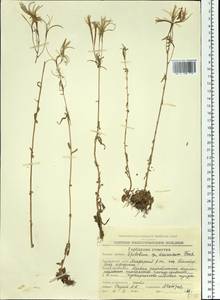 Epilobium davuricum Fisch. ex Hornem., Siberia, Chukotka & Kamchatka (S7) (Russia)