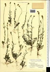 Linaria simplex (Willd.) DC., Crimea (KRYM) (Russia)