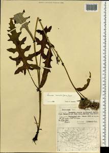 Saussurea recurvata (Maxim.) Lipsch., Mongolia (MONG) (Mongolia)
