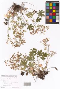 Potentilla heptaphylla L., Eastern Europe, Central forest-and-steppe region (E6) (Russia)