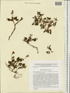 Viola ×kiliensis E. H. L. Krause, Eastern Europe, North-Western region (E2) (Russia)