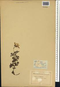 Pelargonium obtusilobum, Africa (AFR) (Not classified)
