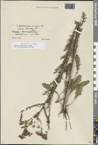 Jacobaea andrzejowskyi (Tzvelev) B.Nord., Eastern Europe, Lower Volga region (E9) (Russia)