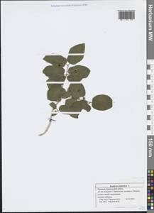 Lonicera tatarica L., Eastern Europe, Middle Volga region (E8) (Russia)