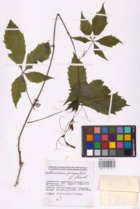 Parthenocissus quinquefolia (L.) Planch., Eastern Europe, Lower Volga region (E9) (Russia)