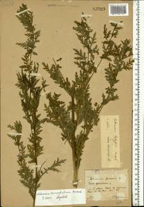 Artemisia tournefortiana Rchb., Eastern Europe, Moscow region (E4a) (Russia)