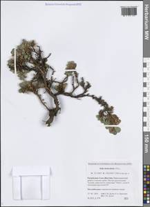 Salix berberifolia Pall., Siberia, Yakutia (S5) (Russia)