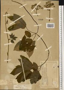 Aegopodium podagraria L., Eastern Europe, Middle Volga region (E8) (Russia)