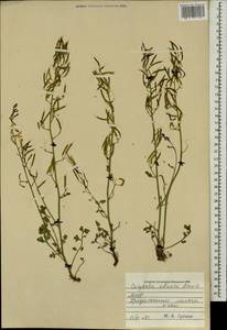 Corydalis adunca Maxim., Mongolia (MONG) (Mongolia)