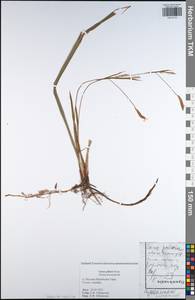 Carex pilosa Scop., Eastern Europe, Moscow region (E4a) (Russia)