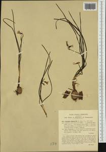 Acis nicaeensis (Ardoino) Lledó, A.P.Davis & M.B.Crespo, Western Europe (EUR) (Italy)