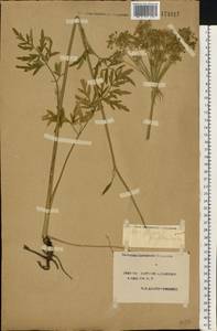 Silphiodaucus prutenicus subsp. prutenicus, Eastern Europe, South Ukrainian region (E12) (Ukraine)