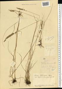 Koeleria delavignei Czern. ex Domin, Eastern Europe, Central forest-and-steppe region (E6) (Russia)