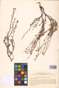 Limonium suffruticosum (L.) Kuntze, Eastern Europe, Lower Volga region (E9) (Russia)