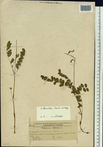 Hedysarum branthii Trautv. & C.A.Mey., Siberia, Russian Far East (S6) (Russia)