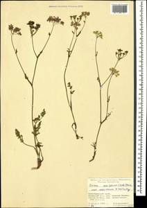 Carum meifolium (M. Bieb.) Boiss., Caucasus, Krasnodar Krai & Adygea (K1a) (Russia)