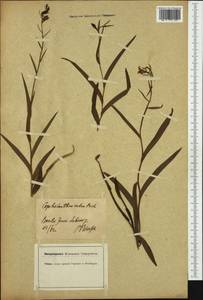 Cephalanthera rubra (L.) Rich., Western Europe (EUR) (Switzerland)
