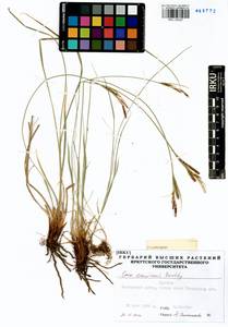 Carex erawinensis Korotky, Siberia, Baikal & Transbaikal region (S4) (Russia)