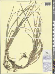 Sesleria alba Sm., Caucasus, Black Sea Shore (from Novorossiysk to Adler) (K3) (Russia)