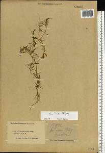 Vicia hirsuta (L.)Gray, Eastern Europe, Central forest region (E5) (Russia)