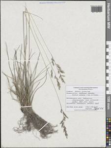 Festuca cretacea T.I.Popov ex Proskor., Eastern Europe, Central forest-and-steppe region (E6) (Russia)