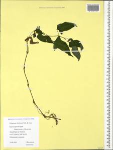 Persicaria thunbergii (Siebold & Zucc.) H. Gross, Caucasus, Black Sea Shore (from Novorossiysk to Adler) (K3) (Russia)
