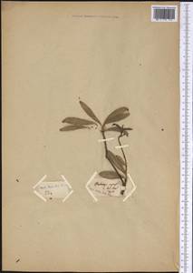 Ilex, America (AMER) (Not classified)