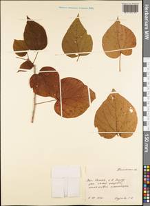 Magnoliopsida, Australia & Oceania (AUSTR) (Samoa)
