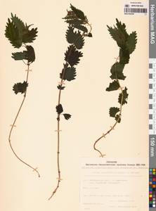 Urtica dioica var. holosericea Fr., Siberia, Chukotka & Kamchatka (S7) (Russia)