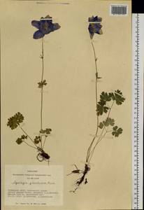 Aquilegia glandulosa Fisch., Siberia, Altai & Sayany Mountains (S2) (Russia)