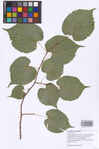 Tilia cordata Mill., Eastern Europe, North-Western region (E2) (Russia)