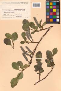Salix chamissonis Andersson, Siberia, Chukotka & Kamchatka (S7) (Russia)