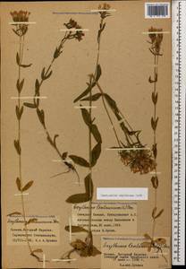 Centaurium erythraea, Caucasus, Stavropol Krai, Karachay-Cherkessia & Kabardino-Balkaria (K1b) (Russia)
