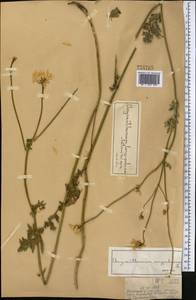 Tanacetum corymbiforme (Tzvelev) K. Bremer & Humphries, Middle Asia, Dzungarian Alatau & Tarbagatai (M5) (Kazakhstan)