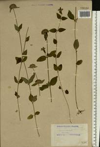 Clinopodium vulgare L., Eastern Europe, Northern region (E1) (Russia)