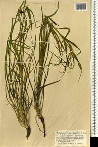 Tragopogon songoricus Nikitin, Mongolia (MONG) (Mongolia)