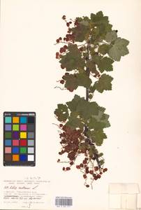 Ribes rubrum L., Eastern Europe, Moscow region (E4a) (Russia)