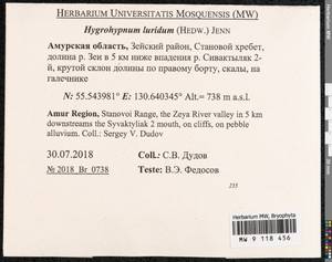 Hygrohypnum luridum (Hedw.) Jenn., Bryophytes, Bryophytes - Russian Far East (excl. Chukotka & Kamchatka) (B20) (Russia)
