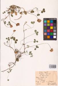 Trifolium repens L., Eastern Europe, Northern region (E1) (Russia)