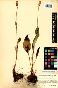 Bistorta elliptica (Willd. ex Spreng.) Kom., Siberia, Baikal & Transbaikal region (S4) (Russia)