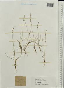 Triglochin palustris L., Eastern Europe, Central forest-and-steppe region (E6) (Russia)