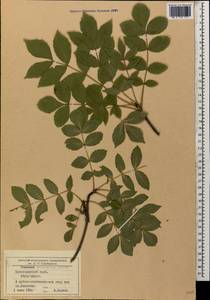 Fraxinus excelsior subsp. coriariifolia (Scheele) A.E.Murray, Caucasus, Black Sea Shore (from Novorossiysk to Adler) (K3) (Russia)