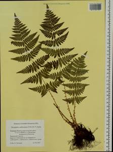 Dryopteris carthusiana (Vill.) H. P. Fuchs, Siberia, Western Siberia (S1) (Russia)