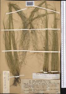 Stipa lessingiana Trin. & Rupr., Middle Asia, Western Tian Shan & Karatau (M3) (Kazakhstan)