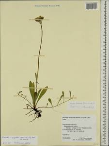 Pilosella floribunda (Wimm. & Grab.) Fr., Eastern Europe, Western region (E3) (Russia)