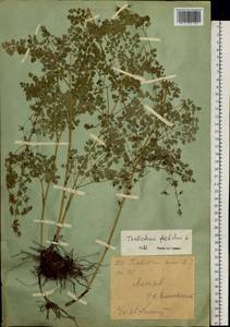 Thalictrum foetidum L., Siberia, Western (Kazakhstan) Altai Mountains (S2a) (Kazakhstan)